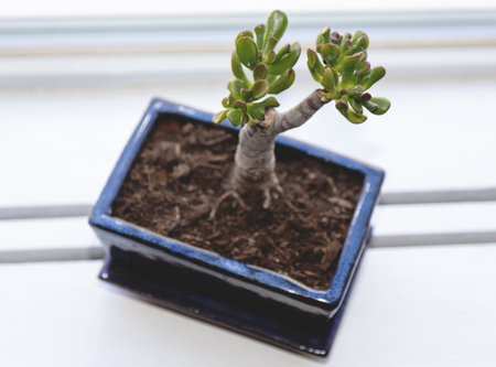 A closeup shot of succulent houseplant in a potの写真素材