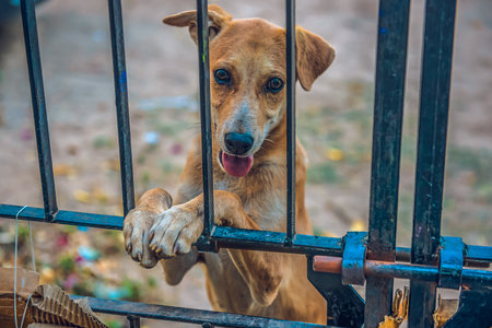 A closeup shot of a brown dog standing behind a fenceの写真素材