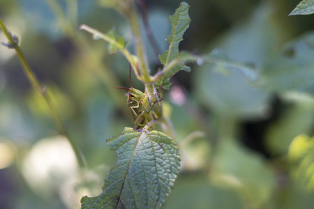 A selective focus shot of a grasshopper on  a stem of a plantの写真素材