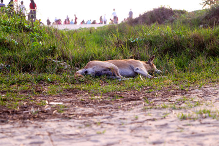A vertical shot of a dog having a rest on the green grassの写真素材