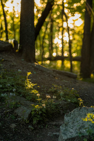 A vertical shot of rocks and plants in a forest with trees in the backgroundの写真素材