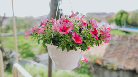 A selective focus shot of beautiful pink petunia flowers in a hanging planter, in a balcony during daylightの写真素材