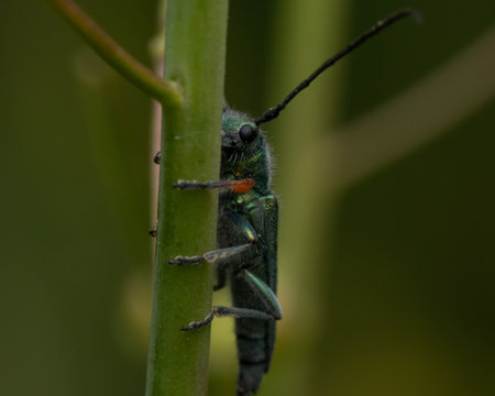 A closeup shot of a green musk beetle perched on a reedの写真素材