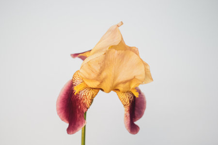 A closeup of white iris flower with copy space isolated on light gray backgroundの写真素材