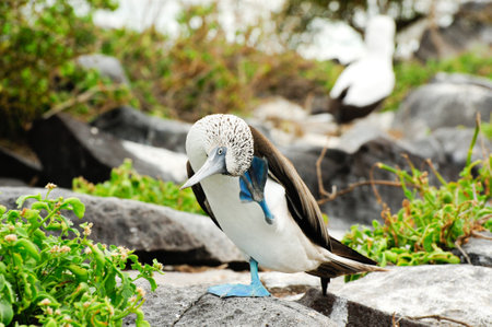 galapagos island blue footed boobie posing for the cameraの写真素材
