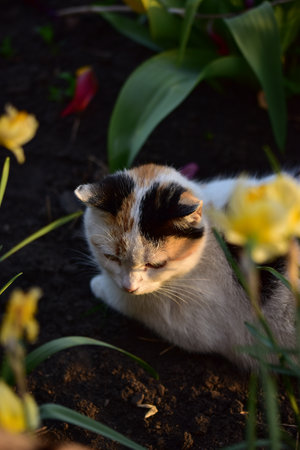 A vertical shot of a cat lying under sunlight in the gardenの写真素材