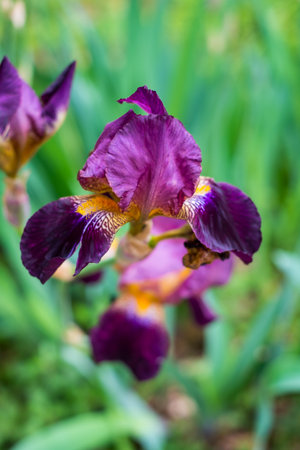 A vertical shot of delicate purple iris flower on blurred grass backgroundの写真素材