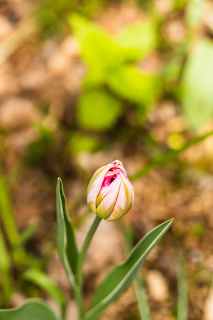A vertical shot of a red tulip bud with plants and leaves in the background