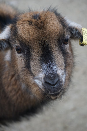 A vertical shot of looking fawn with ear tagsの写真素材