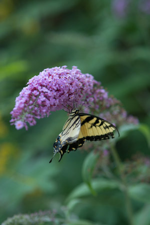 A vertical shot of a yellow butterfly sitting on a blooming flow