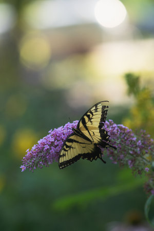 A vertical shot of a yellow butterfly sitting on a blooming flowerの写真素材