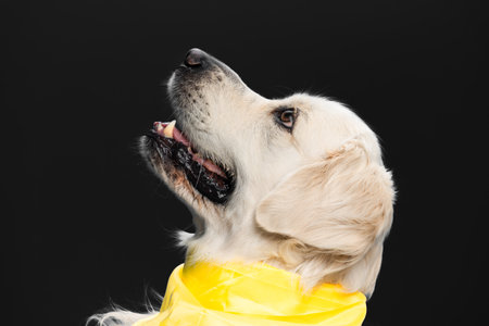 A cute Golden Retriever in a yellow scarf isolated on black backgroundの写真素材