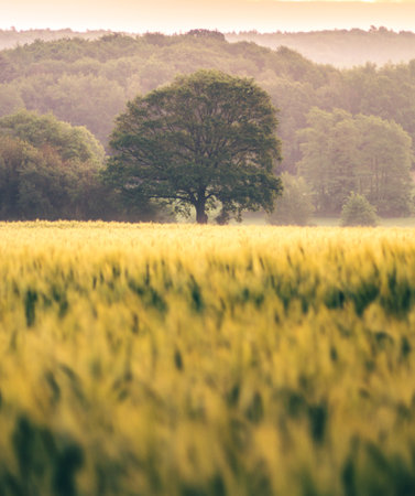 A beautiful shot of a field at sunset