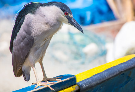 A closeup of a black-crowned night-heron standing on blue and yellow surface with blurred backgroundの写真素材