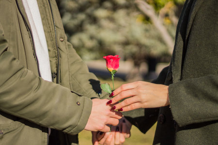 The hands of a man giving a rose to a woman in a parkの写真素材