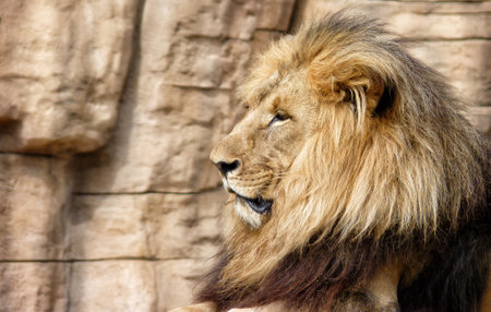 A soft focus of a majestic male lion against a rock cliffの写真素材
