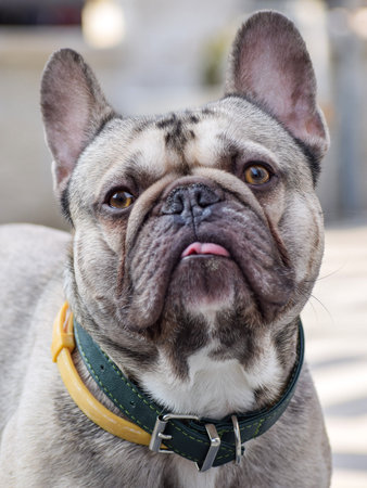 A vertical shot of a French Bulldog with a collarの写真素材