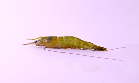 A raw Indian prawn isolated in the light purple background