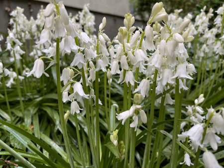A closeup shot of white Hyacinthoides in the gardenの写真素材