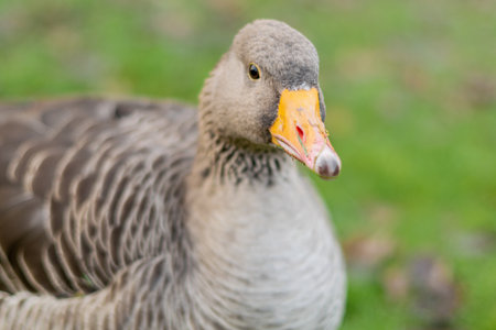 A closeup shot of a gray goose on a fieldの写真素材