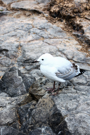 The cute white gull standing on the rocks with copy space