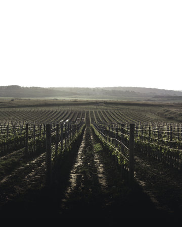 Neverending green vineyard in the summerの写真素材