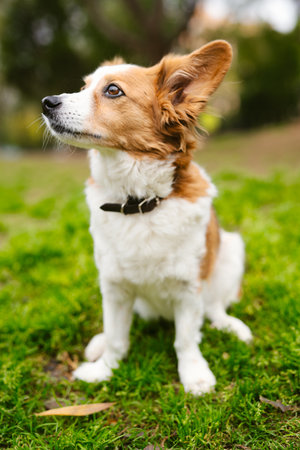 A cute white and brown Australian shepherd with sharp ears sitting outside on a grassy ground