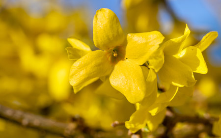 A close up shot of bright yellow forsythia flowersの写真素材