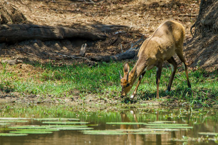 A closeup shot of a deer standing near the lake in Africaの写真素材