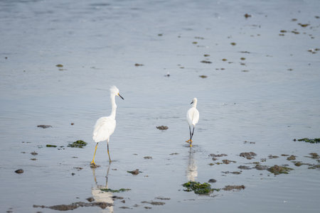 A natural view of herons walking and foraging on the shoreの写真素材