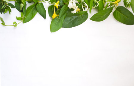 A background of a white surface with green plant leaves on top. Copy space belowの写真素材