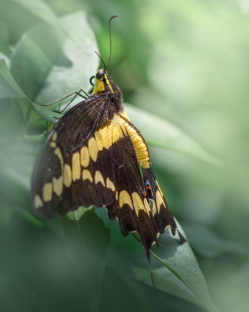 A vertical shot of a papilio demoleuz butterfly with beautiful wingsの写真素材