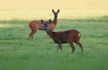 A closeup shot of Roe deer in a forestの写真素材