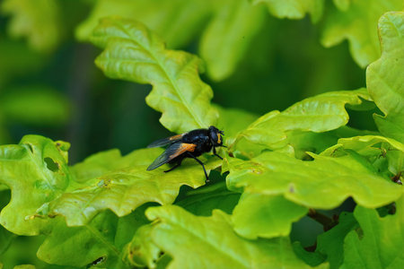 A closeup of a black noon or noonday fly, Mesembrina Meridiana fly