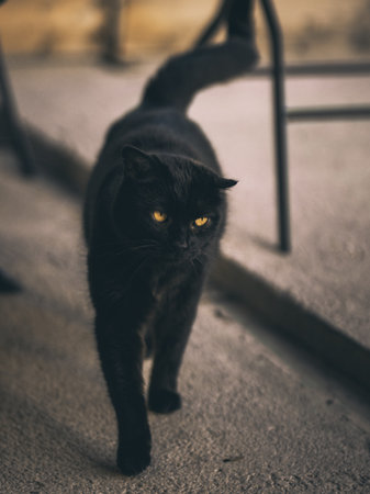 A close up shot of a black catの写真素材