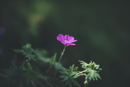A closeup shot of a blooming purple Crane's-bill flowerの写真素材