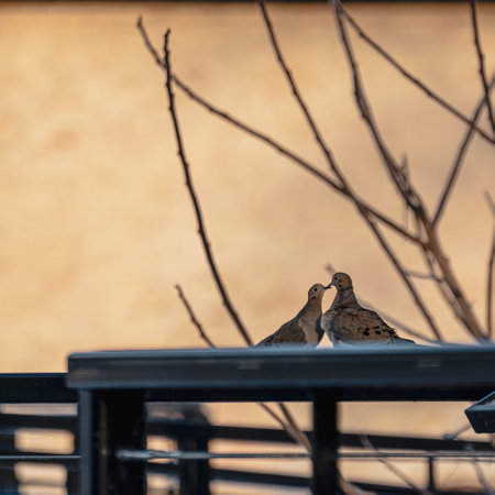 the two adorable pigeons standing on the metal fence and kissing near the dry tree branchesの写真素材