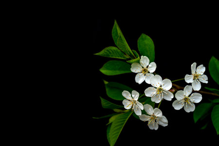 A closeup shot of cherry flowers blooming on tree branches isolated on a dark backgroundの写真素材