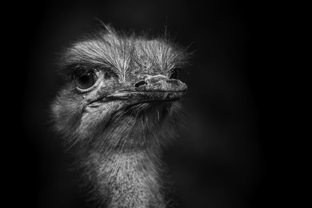 A shallow focus shot of an ostrich head on a blurred backgroundの写真素材