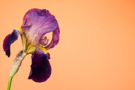 A closeup of drying irises isolated on an orange background with space for textの写真素材