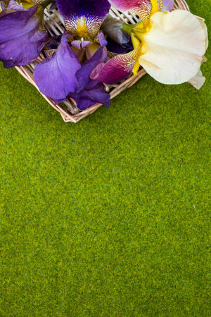 A vertical shot of iris flowers in a straw basket on a green background