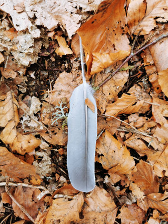 A vertical shot of a white feather and fallen autumn leaves on the groundの写真素材