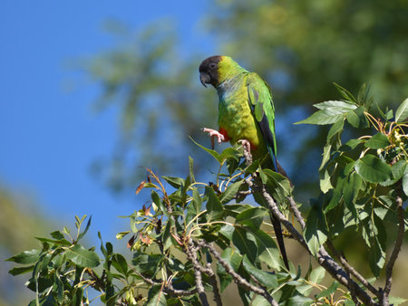 nanday parakeet (Aratinga nenday), also known as the black-hooded parakeet or nanday conure, seen in a public park in Buenos Aires, Argentinaの写真素材