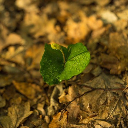 A closeup of a beautiful young green plant with water drops on it surrounded by dry leavesの写真素材