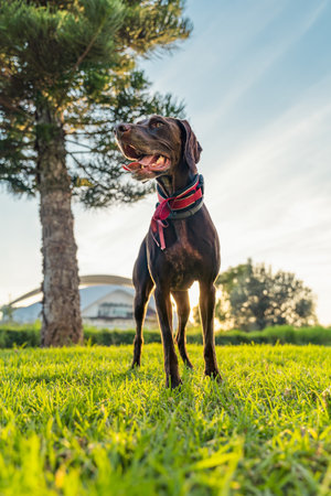 A brown Bracco dog sta on the grass with its tongue out during sunset in the park