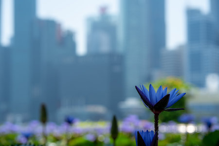Closeup of beautiful purple water lily against defocus background of Singapore cityscapeの写真素材