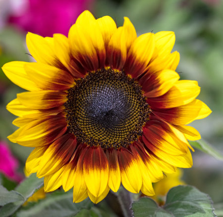 A closeup of vibrant bicolor sunflower in the fieldの写真素材