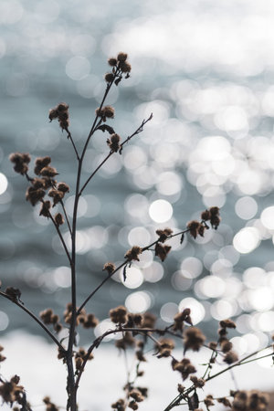 A closeup shot of a dry field plant with bokeh lights in the backgroundの写真素材