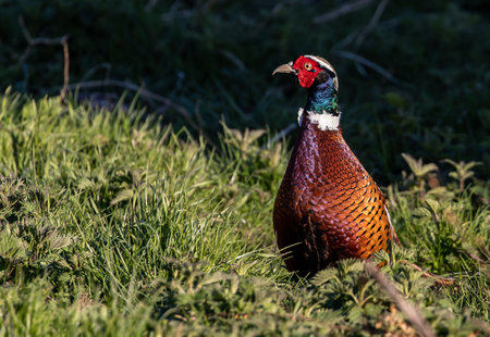 A common pheasant on green grassの写真素材
