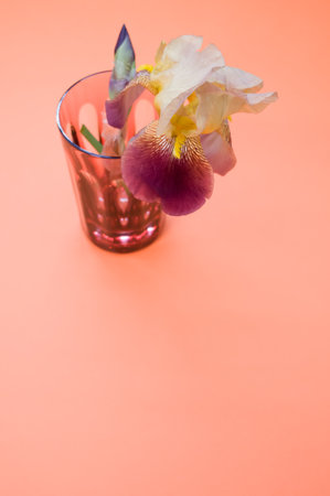 A vertical shot of glass with iris flower isolated on peach surface for a copy spaceの写真素材